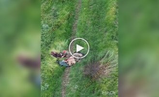 Наші воїни зафіксували новий шлях смерті на Покровському напрямку: десятки тіл росіян валяються серед поля