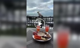 Girl regrets giving a parrot a cookie