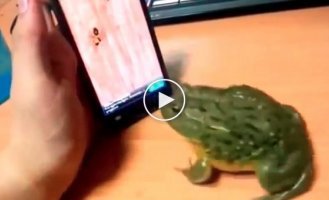 Месть обманутой жабы