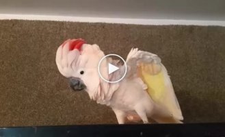 The parrot doesn't want to go back and started talking about it directly