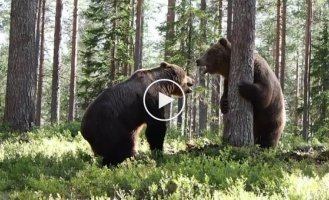 Борьба за территорию между двумя огромными бурыми медведями