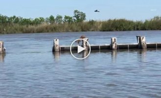 Эффектные прыжки рыси по столбам плотины в США сняли на видео