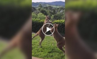 An ordinary morning in Australia