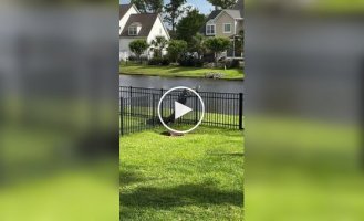 Alligator tries to climb over the fence