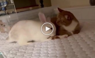 Кролик и кот доминируют друг над другом