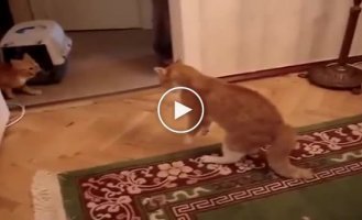 The poor thing was offended. The most offended cat on the planet