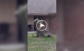 A fox tries to catch a squirrel