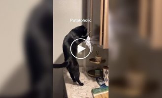 Кішка, яка обожнює картоплю