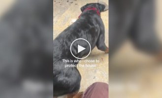 Необычная реакция собаки на черепаху