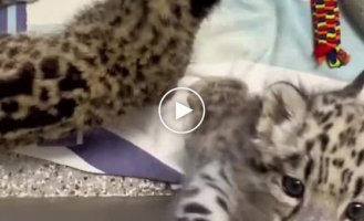 What sounds do snow leopard cubs make?