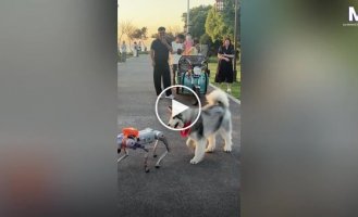 Husky decides to test a robot's durability