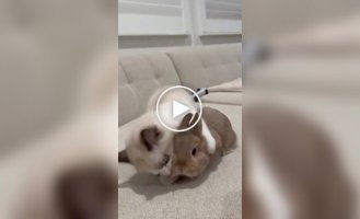 Удивительная дружба: коты и кролики