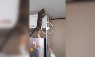 Пухнасті помічники