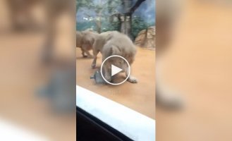 Львы играют с большой бутылкой