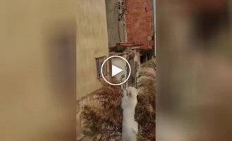 “Come here, tailed one”: a cat’s extreme hunt for a rat was filmed