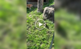 Гусь отказался стать добычей тигра