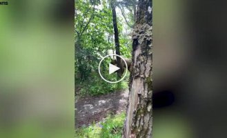 A tourist met a bear near his tent