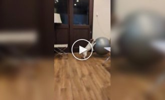 Пес любит кататься на мяче для фитнеса