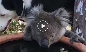 Собака поделилась водой с коалой