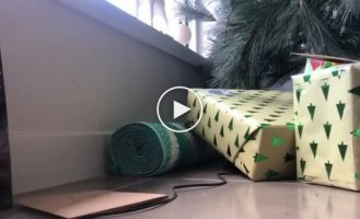 A boy discovered a dangerous snake among the gifts under the Christmas tree.