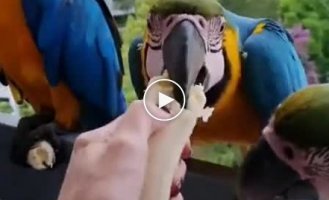 Woman giving parrots a banana