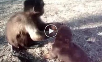 Маленькая обезьянка и собачка