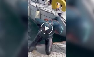 Осьминог напал на дайвера в Турции