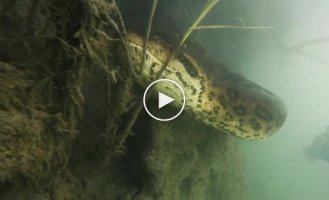 Дайвер обнаружил на дне реки 7-метровую огромную анаконду – дикие кадры