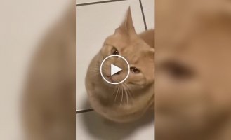 Коты тоже плачут от лука