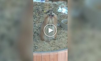 Луговая собачка дразнит посетителей зоопарка