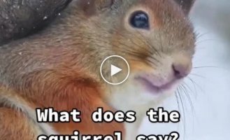 Squirrel Soul Cry