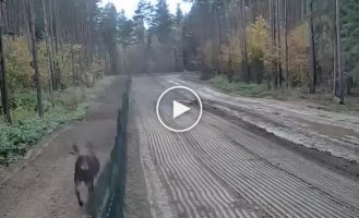 Лось эмигрировал из Беларуси в Литву, перепрыгнув забор на границе