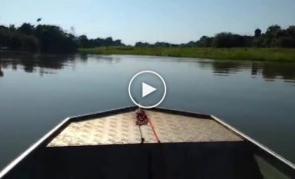 Рыбак снял на видео, как дельфины играют в футбол электрическим угрем