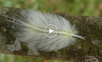 Feather caterpillar