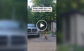 Коли завів пса, а він виявився балбесом