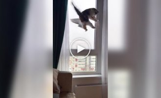 Реакція кота на пернатого у годівниці для птахів