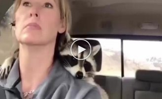Raccoon is the best companion for a car lady