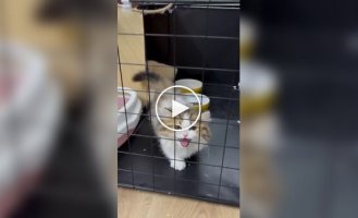 Котенок потерял сигнал