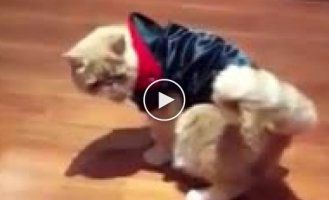 Забавный костюмчик у котика