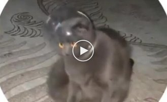 Кіт-космонавт