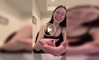 Паук-скакун поднимает лапку при п риветствии