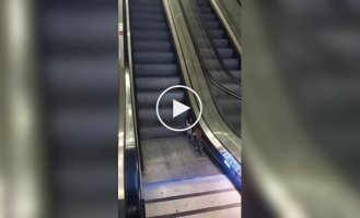 Кошка устроила себе кардиотренировку на эскалаторе в Турции