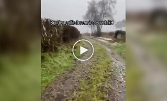 Бордер-колли в действии: как служебная собака находит вещи по запаху
