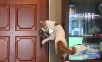 A smart and purposeful cat opens the door