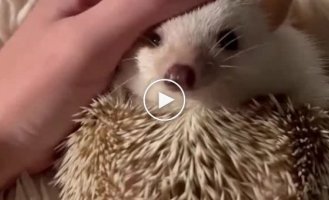 Hedgehogs have only two moods