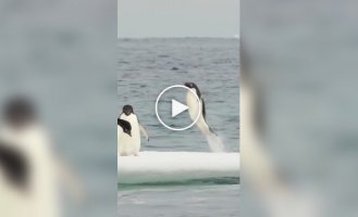 The penguin beautifully jumped out of the water to his friends