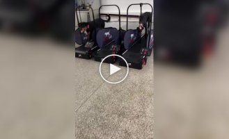 В США «хитрый» корги обманул полицейскую академию