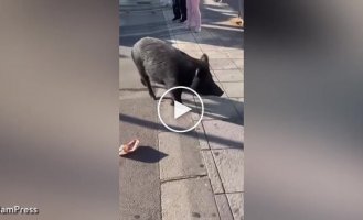 Wild wild boars ran into a shopping mall in Spain