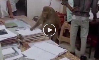 In India, a monkey joined the working team of a government agency