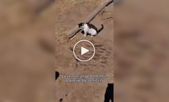 У кота выдалась славная охота